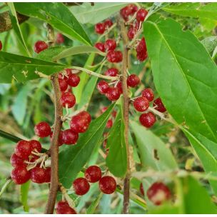Hlošina okoličnatá (Elaeagnus umbellata)