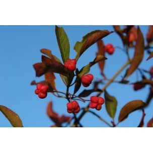 Brslen evropský (Euonymus europaeus)