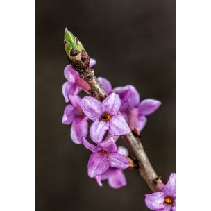 Lýkovec jedovatý (Daphne mezereum)