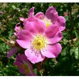 Růže vinná (Rosa  rubiginosa)