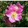 Růže vinná (Rosa  rubiginosa)