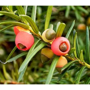 Tis červený (Taxus baccata)