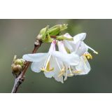 Zimolez vonný (Lonicera fragrantissima)