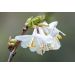Zimolez vonný (Lonicera fragrantissima)