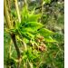 Klokoč zpeřený 90cm (Staphylea pinnata)