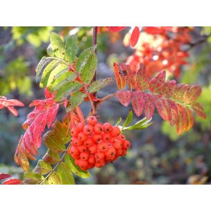 Jeřáb ptačí (Sorbus aucuparia)