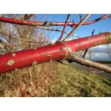 Svída krvavá (Cornus sanguinea)