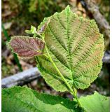 Líska obecná (Corylus avellana)