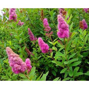 Tavolník douglasův (Spiraea douglasii)