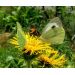 Oman pravý (Inula helenium)