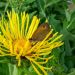 Oman pravý (Inula helenium)