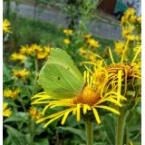 Oman pravý (Inula helenium)