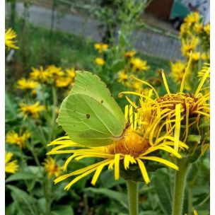 Oman pravý (Inula helenium)