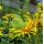 Oman pravý (Inula helenium)