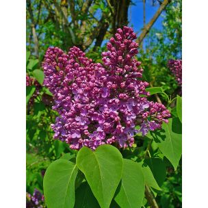 Šeřík obecný (Syringa vulgaris)