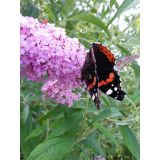 Komule davidova "Pink delight" (Buddleja davidii)