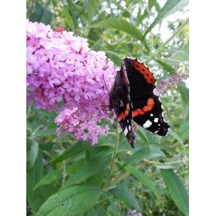 Komule davidova "Pink delight" (Buddleja davidii)